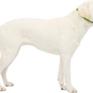 PetSafe Gentle Leader No-Pull Dog Headcollar - The Ultimate Solution to Pulling - Redirects Your Dog's Pulling for Easier Walks - Helps You Regain Control - Large, Apple Green