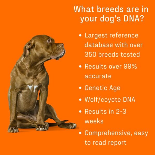Dna My Dog Premium Test – Premium Breed ID Over 300 Breeds Plus Genetic Age Test, Wolf/Coyote DNA and Mixed Breed Identification, Non-Invasive Cheek Swab for Puppies to Adult Dogs - Image 5
