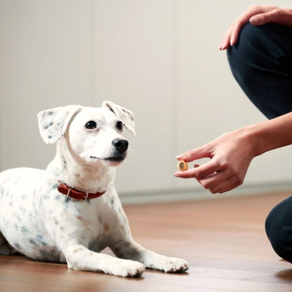 Milk-Bone MaroSnacks Dog Treats, Peanut Butter, 40 Ounce with Real Bone Marrow and Calcium - Image 5