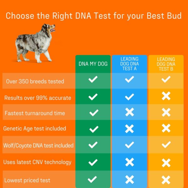 Dna My Dog Premium Test – Premium Breed ID Over 300 Breeds Plus Genetic Age Test, Wolf/Coyote DNA and Mixed Breed Identification, Non-Invasive Cheek Swab for Puppies to Adult Dogs - Image 7