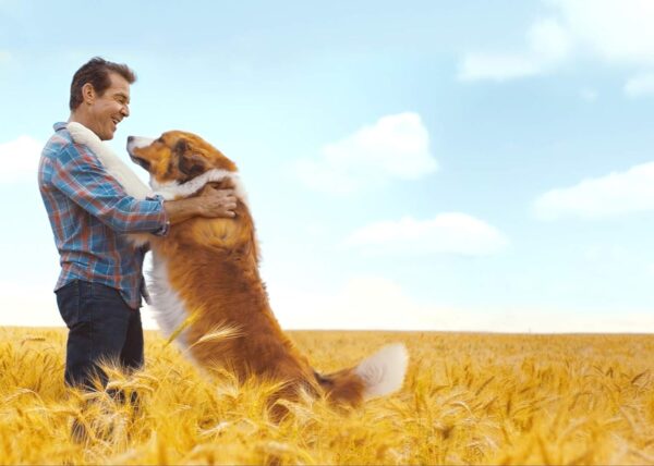 A Dog's Journey / A Dog's Purpose 2-Movie Collection [DVD] - Image 5