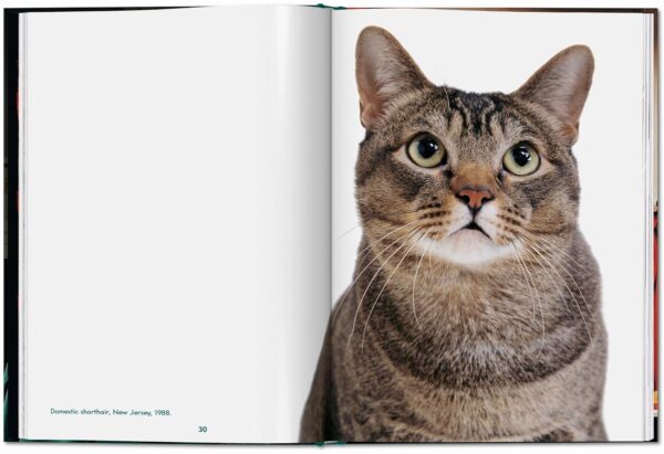 Cats: Photographs 1942-2018 - Image 3