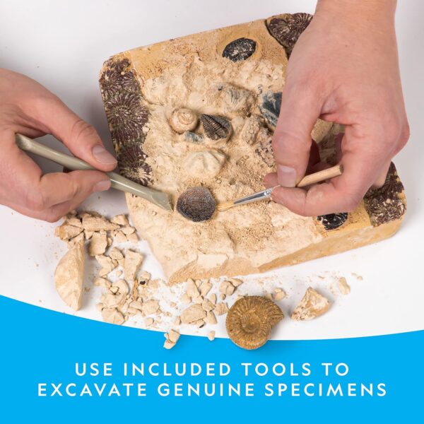 NATIONAL GEOGRAPHIC Mega Fossil Dig Kit - Excavate 15 Genuine Prehistoric Fossils, Kids Fossil Kit, Educational Toys, Great Science Kit Gift for Girls and Boys (Amazon Exclusive) - Image 3