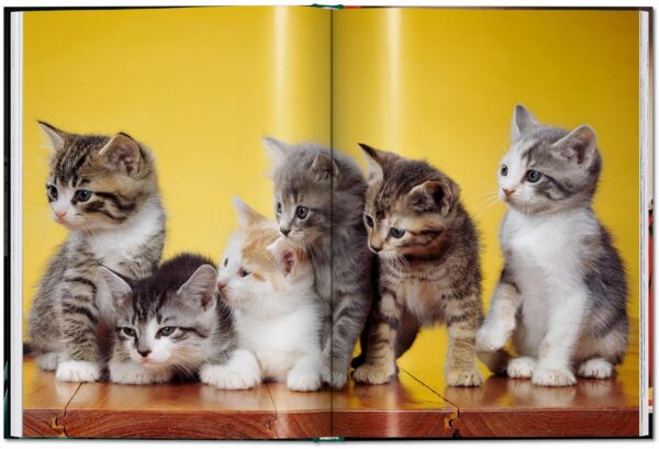 Cats: Photographs 1942-2018 - Image 5