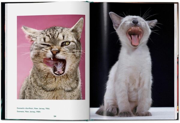 Cats: Photographs 1942-2018 - Image 4