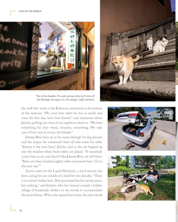 Cats of the World - Image 7