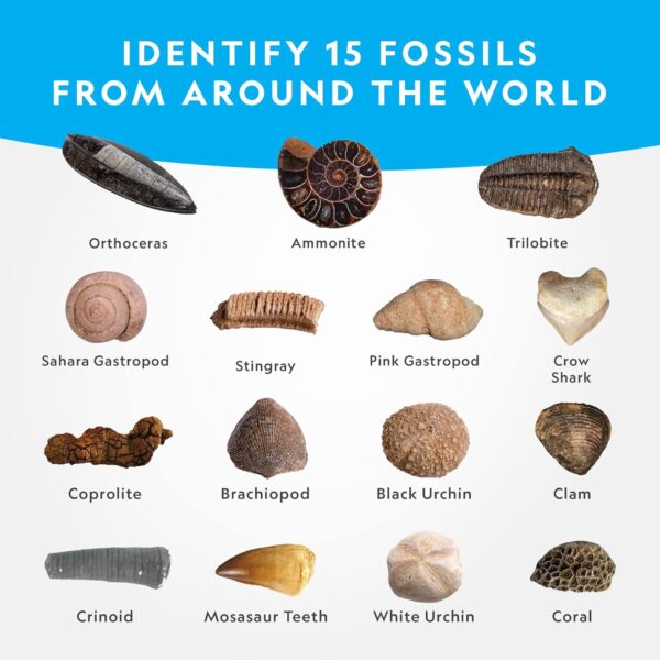 NATIONAL GEOGRAPHIC Mega Fossil Dig Kit - Excavate 15 Genuine Prehistoric Fossils, Kids Fossil Kit, Educational Toys, Great Science Kit Gift for Girls and Boys (Amazon Exclusive) - Image 4