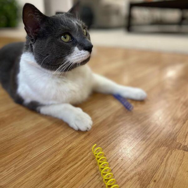 SPOT Thin Colorful Springs Cat Toy - Bouncy Toys for Medium Indoor Cat Breeds to Bite, Swat, Chase - Keeps Cats & Kittens Entertained for Hours - Includes Ten 3” Wide Spiral Springs, Assorted Colors - Image 2