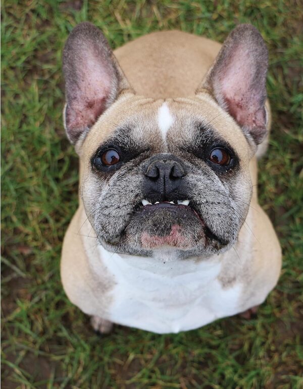 Positive Training for Aggressive and Reactive Dogs: Proven Techniques to Help Your Dog Overcome Fear and Anxiety (CompanionHouse Books) Rehabilitate Your Anxious Dog to Be Calm and Stop Bad Behavior - Image 7