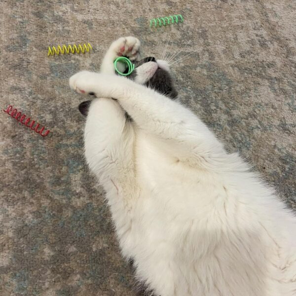 SPOT Thin Colorful Springs Cat Toy - Bouncy Toys for Medium Indoor Cat Breeds to Bite, Swat, Chase - Keeps Cats & Kittens Entertained for Hours - Includes Ten 3” Wide Spiral Springs, Assorted Colors - Image 3